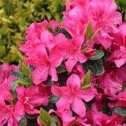 Rhododendron Perfecto Mundo&reg; Double Dark Pink Azalea Thumb