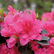 Rhododendron Perfecto Mundo&reg; Double Dark Pink Azalea Alternate Image 2