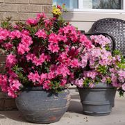 Rhododendron Perfecto Mundo&reg; Double Dark Pink Azalea Alternate Image 3