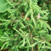 Juniperus Tortuga&reg; Juniper Alternate Image 2