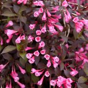 Weigela Very Fine Wine&reg; Alternate Image 2