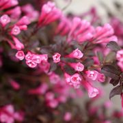 Weigela Very Fine Wine&reg; Alternate Image 4