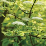 Cornus Golden Shadows&reg; Pagoda Dogwood Thumb