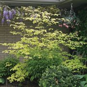 Cornus Golden Shadows&reg; Pagoda Dogwood Alternate Image 1