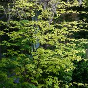 Cornus Golden Shadows&reg; Pagoda Dogwood Alternate Image 5