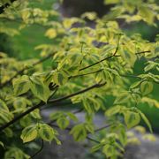 Cornus Golden Shadows&reg; Pagoda Dogwood Alternate Image 6