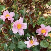 Camellia Just Chill Red Tip&trade; Thumb