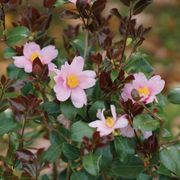 Camellia Just Chill Red Tip&trade; Alternate Image 1