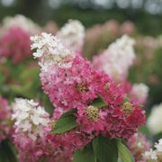 Hydrangea Pinky Winky Prime&trade; Panicle Hydrangea Alternate Image 2