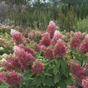 Hydrangea Pinky Winky Prime&trade; Panicle Hydrangea Alternate Image 3