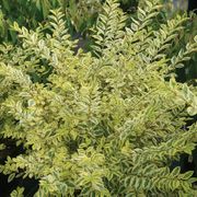 Ligustrum Good Vibrations&reg; Privet Thumb