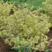 Ligustrum Good Vibrations&reg; Privet Alternate Image 2