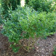 Ligustrum Kindly&trade; Japanese Privet Thumb