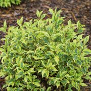 Weigela Bubbly Wine&trade; Alternate Image 1