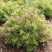 Weigela Bubbly Wine&trade; Alternate Image 2
