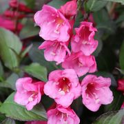 Weigela Sonic Bloom Wine&trade; Alternate Image 3