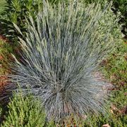 Festuca Beyond Blue&trade; Ornamental Fescue Alternate Image 2