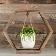 Hanging Spider Plant - Wood Hexagon Frame Thumb