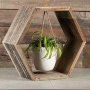 Hanging Spider Plant - Wood Hexagon Frame Alternate Image 1