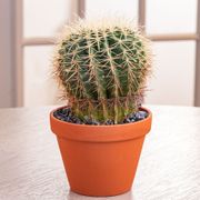 Barrel Cactus Plant Thumb