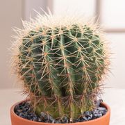 Barrel Cactus Plant Alternate Image 2