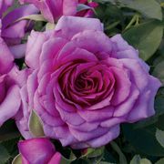 Simply Magnifiscent Grandiflora Rose Alternate Image 1