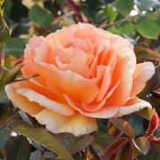 Tangerine Flames Climbing Rose Thumb