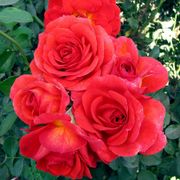 Ay Caramba! Floribunda Rose Alternate Image 1