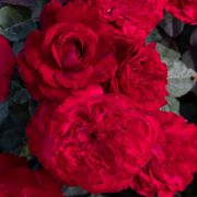 Never Been Redder Floribunda Rose Alternate Image 1