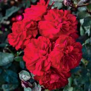 Never Been Redder Floribunda Rose Alternate Image 2