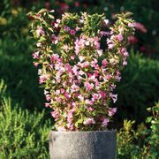 Weigela Towers of Flowers&reg; Apple Blossom Alternate Image 1