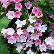 Weigela Towers of Flowers&reg; Apple Blossom Alternate Image 2
