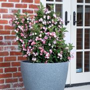 Weigela Towers of Flowers&reg; Apple Blossom Alternate Image 3