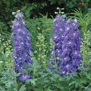 Delphinium Delgenius&trade; Glitzy Larkspur Thumb