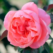 English Coral Grandiflora Rose Thumb