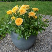 Golden Zest Shrub Rose Alternate Image 3