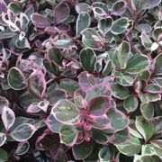 Gaultheria Winter Splash&trade; Wintergreen Thumb