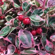 Gaultheria Winter Splash&trade; Wintergreen Alternate Image 1