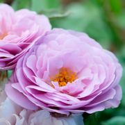 La Di Da Floribunda Rose Alternate Image 4