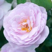 La Di Da Floribunda Rose Alternate Image 5