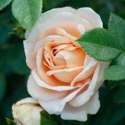 Champagne Dreams Floribunda Rose Alternate Image 2