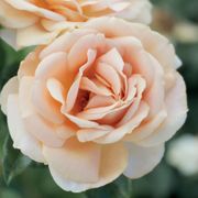 Champagne Dreams Floribunda Rose Alternate Image 3