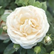 Champagne Dreams Floribunda Rose Alternate Image 4