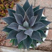 Mangave Mad About Mangave&reg; 'Lavender Lady' Alternate Image 1