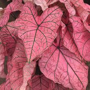 Caladium Spring Fling Bulbs Thumb