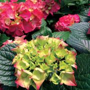 Hydrangea 'Glowing Embers' Bigleaf Hydrangea Thumb