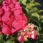Hydrangea 'Glowing Embers' Bigleaf Hydrangea Alternate Image 1