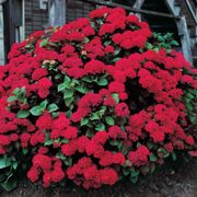 Hydrangea 'Glowing Embers' Bigleaf Hydrangea Alternate Image 2
