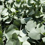 Eucalyptus 'Baby Blue' Spiral Eucalyptus Alternate Image 1