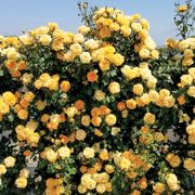Cup of Gold Climbing Rose Thumb